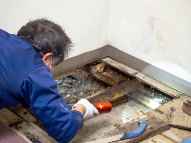 Office Mold Removal Services in Mastic, NY