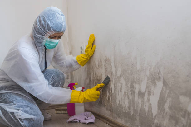 Certified Mold Removal in Mastic, NY