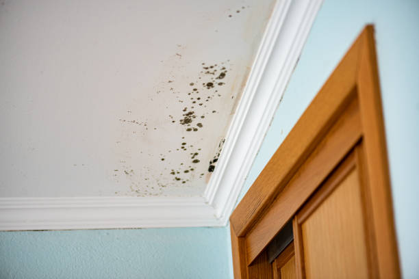 Best Mold Damage Repair  in Mastic, NY