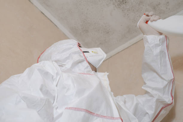 Best Toxic Mold Removal  in Mastic, NY