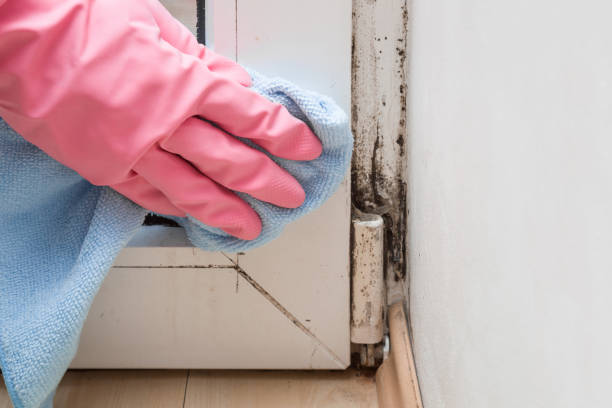 Best Certified Mold Removal  in Mastic, NY